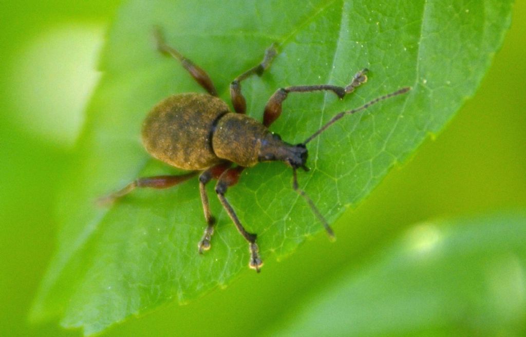 Otiorhynchus? No,Dodecastichus sp., Curculionidae